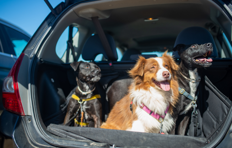 Como Planejar Uma Viagem de Carro com Cachorro